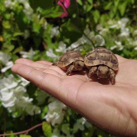 Lotus Turtle Garden Eilatアパートメント エクステリア 写真