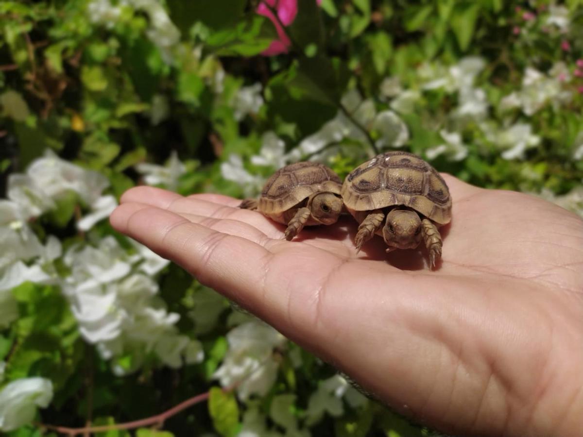 Lotus Turtle Garden Eilatアパートメント エクステリア 写真