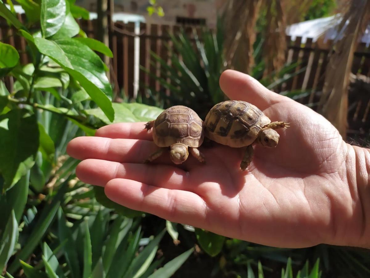 Lotus Turtle Garden Eilatアパートメント エクステリア 写真