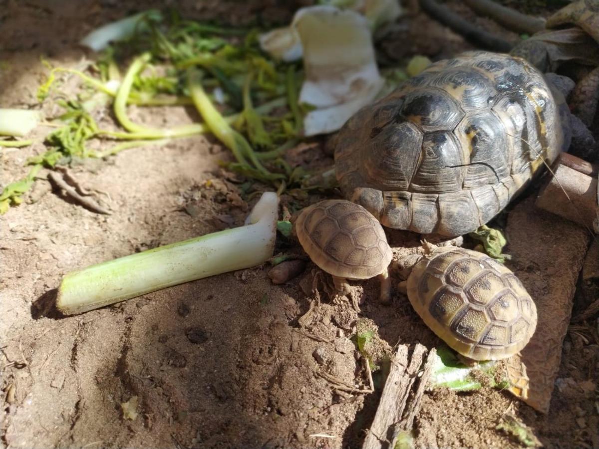 Lotus Turtle Garden Eilatアパートメント エクステリア 写真