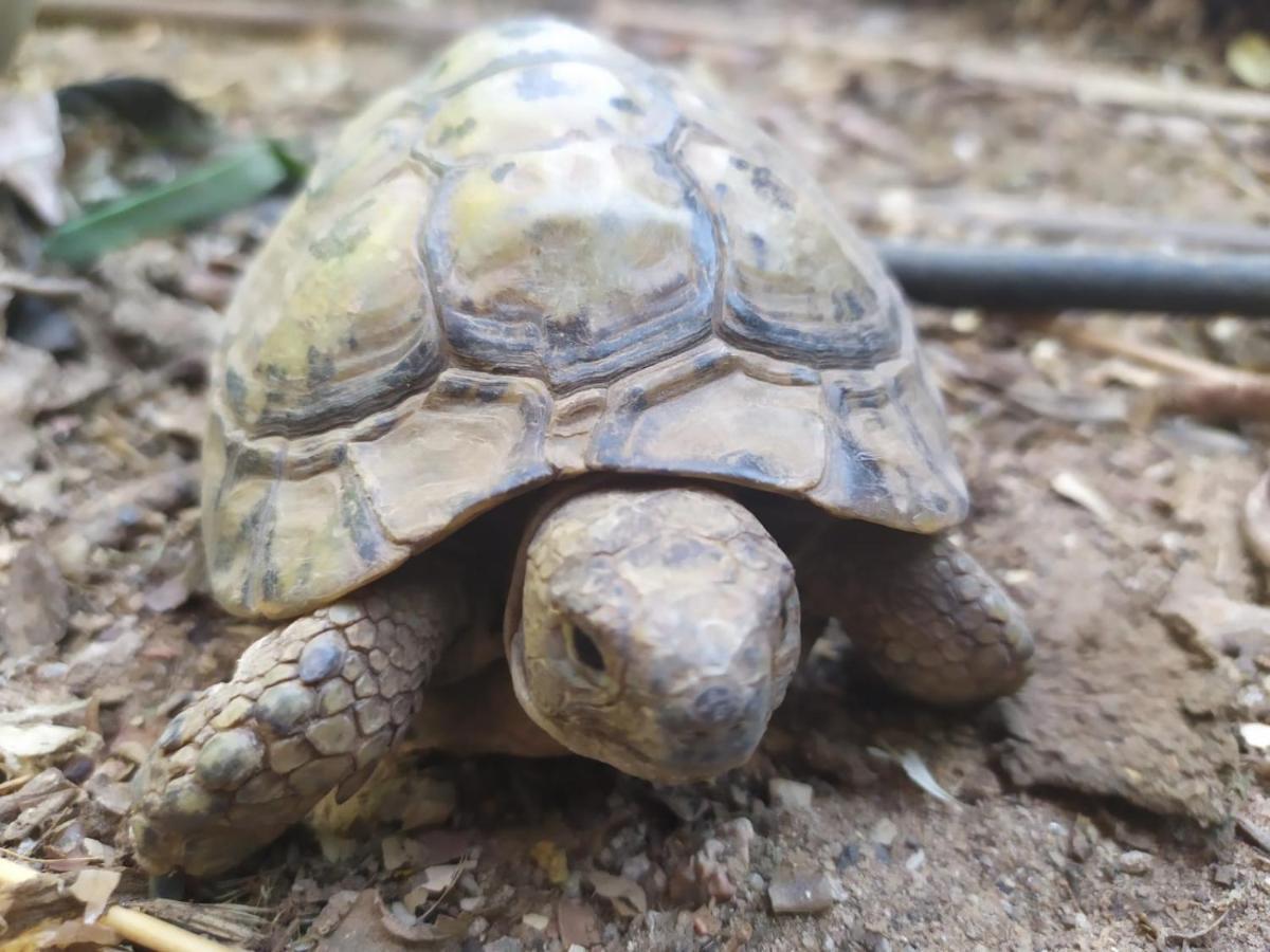Lotus Turtle Garden Eilatアパートメント エクステリア 写真