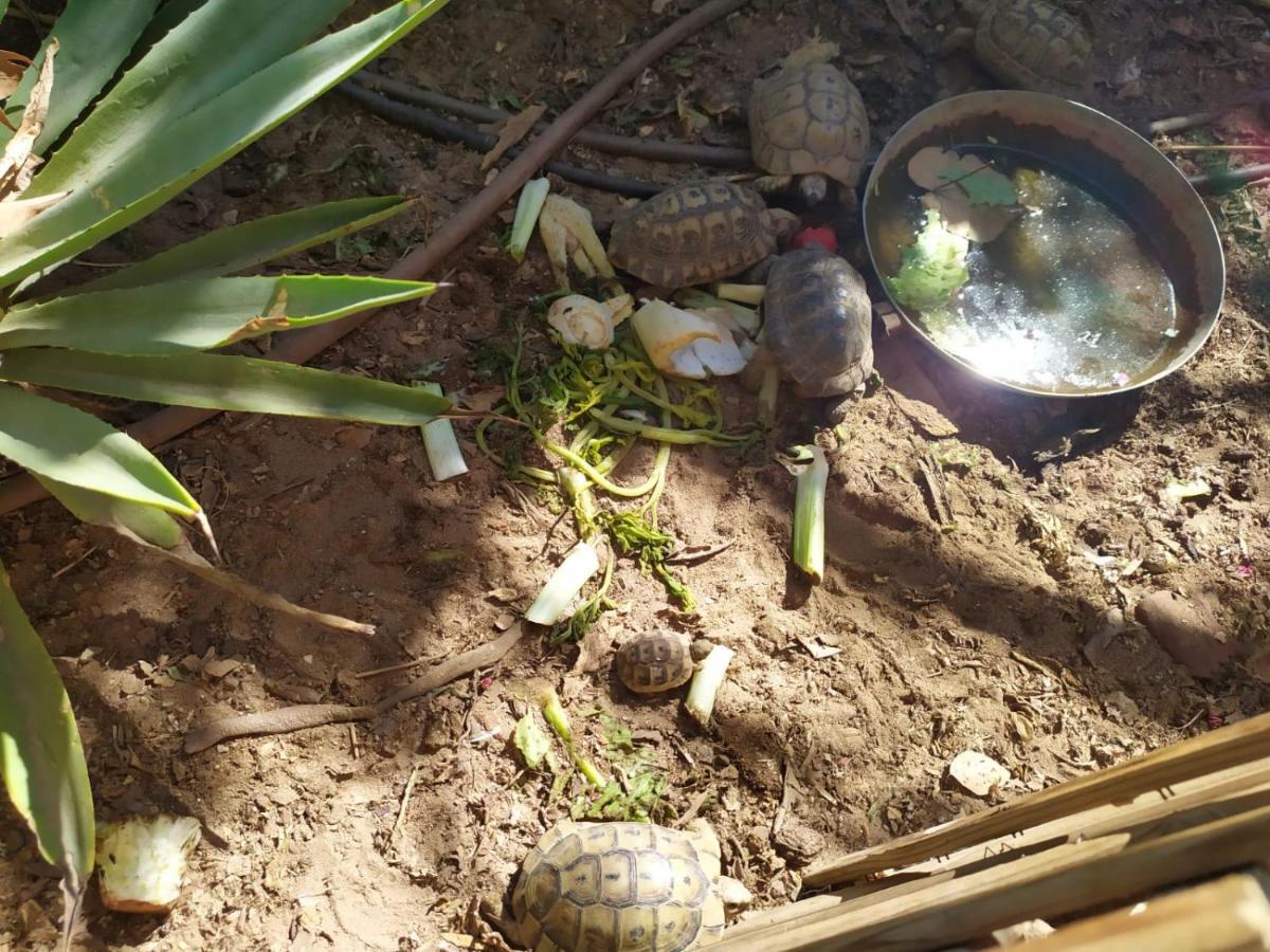 Lotus Turtle Garden Eilatアパートメント エクステリア 写真